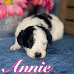Annie - Black and white female Sheepadoodle puppy in Saint Cloud, Florida from Rising Star Kennels