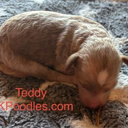 Teddy - Cream male Poodle puppy in Lance Creek, Wyoming from CK Poodles LLC