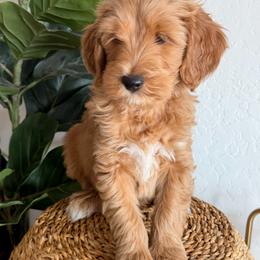 23 - Apricot male Goldendoodle puppy in Peoria, Arizona from Daisy Mountain Doodles
