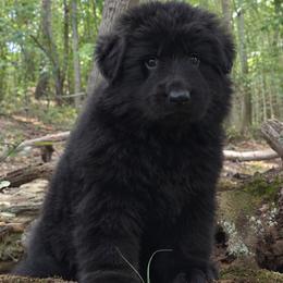 Red Collar - Male - Black male German Shepherd puppy in Charlotte, North Carolina from Zuflucht K9s