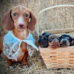 Dachshund Puppies from Ranchy Doxies