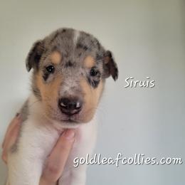 Siruis - Blue merle white and tan male Collie puppy in Mattoon, Illinois from Gold Leaf Collies