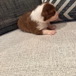 Zazu - Red tri-color male Australian Shepherd puppy in Stillwater, Oklahoma from Brush Creek Australian Shepards