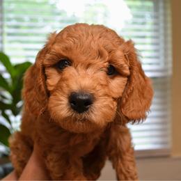 Kiwi - Apricot male Goldendoodle puppy in Batavia, Ohio from Cozy Cove Goldendoodles