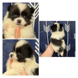 Boy 3 - Black parti male Pomeranian puppy in Washington, North Carolina from Grace's Poms🐾💕