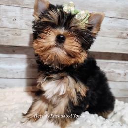 Yorkshire Terrier Puppies from Hetzel’s Enchanted Yorkies (Michigan)