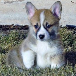 Pembroke Welsh Corgi Puppies from Renee Still Day