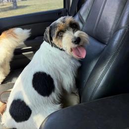 Beamer - Tri-color male Russell Terrier puppy in Oklahoma from Elite Russell Terriers