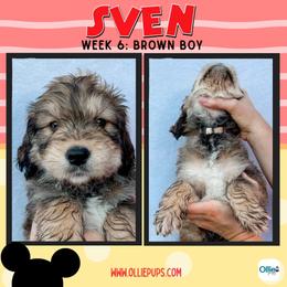 Sven (Brown) - male Golden Mountain Doodle puppy in Boiling Springs, South Carolina from OlliePups, LLC