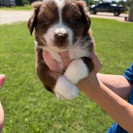 Snickers - Red tri male Miniature Australian Shepherd puppy in Weatherford, Texas from F & T Aussies