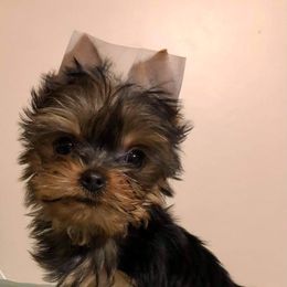 Yorkshire Terrier Puppies from Yorkie Blessings