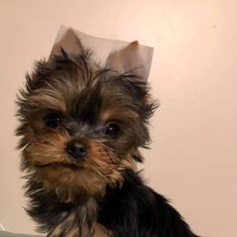 Yorkshire Terrier Puppies from Yorkie Blessings