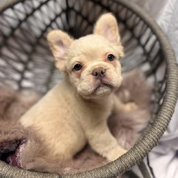 French Bulldog Puppies from SoCalFamilyFrenchies, Doodles and more