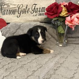 Astro - Tri-color male Border Collie puppy in Moody, Texas from Narrow Gate Farm