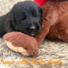 Orange collar - Bi-color female German Shepherd puppy in Canterbury, Connecticut from Nachtwaechter German Shepherds, LLC