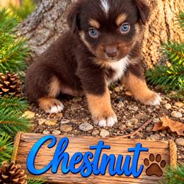 Chestnut - Red tri male Miniature Australian Shepherd puppy in Idalou, Texas from Lonesome Pine Mini Aussies