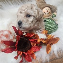 Poodle Puppies from Cox Poodles