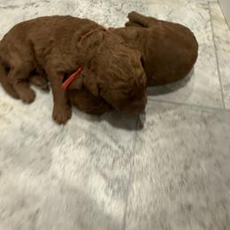 Red Collar - Red  male Poodle puppy in Orange, Connecticut from Shamrock’s Poodles