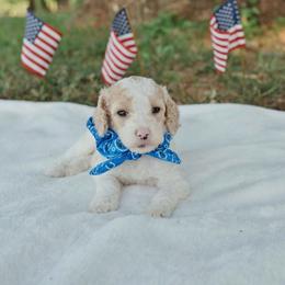 Warlock - Blenheim male Cavapoo puppy in Blanchard, Oklahoma from Curly Q Cavapoos