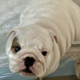 Girl 1 - Bulldog puppy from Moffitt Bulldogs