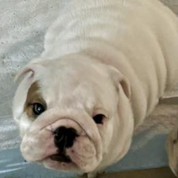 Girl 1 - Bulldog puppy from Moffitt Bulldogs