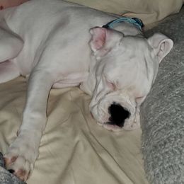 Boxer Puppies from Von Royal Dell'Infinite Deutscher