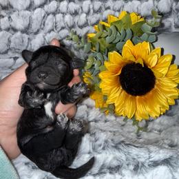 Girl 3 - Black female Goldendoodle puppy in Connecticut from Gracie Doodle