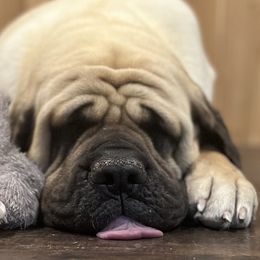 GG - Mastiff