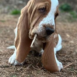 Basset Hound Puppies from Double Branch Basset Hounds