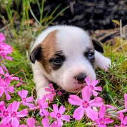 Magic - White and tan male Russell Terrier puppy in Sandown, New Hampshire from Patch Wood Irish Jacks