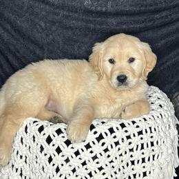Daintree - Golden female Golden Retriever puppy in Adair, Oklahoma from Rejoice Retrievers