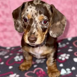 Girl 2 - Dapple female Dachshund puppy in Fredonia, Arizona from Desert Horizon Dachshunds