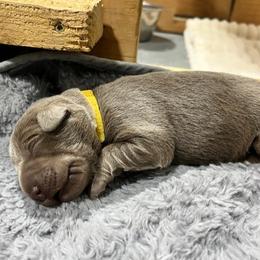 Diamond - Chocolate male Labrador Retriever puppy in Eugene, Oregon from McKenzie Reign Labradors