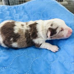 Cash - Red merle male Miniature Australian Shepherd puppy in Norco, California from Joyfulpuppies