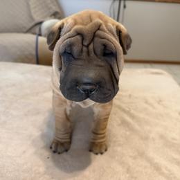 Black collar - Red fawn male Chinese Shar-Pei puppy in Elkin, North Carolina from Martini Shar-Pei