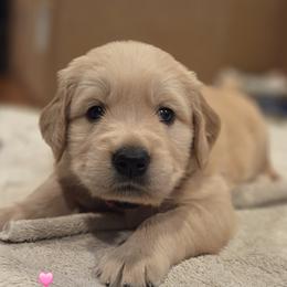 Ms. Pink Lady - Light golden female Golden Retriever puppy in Woodbridge, Virginia from Goldens of Northern Virginia
