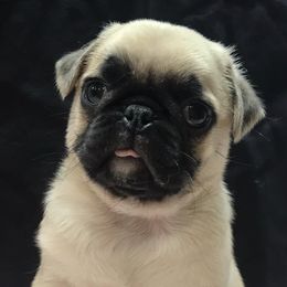 Pugs from Pugs of Arkansas