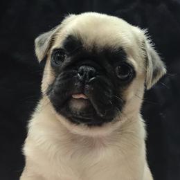 Pugs from Pugs of Arkansas