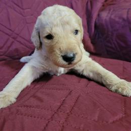 Boy 2 - Cream male Goldendoodle puppy in Blountsville, Alabama from Southern Charm Goldendoodles