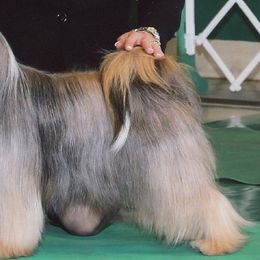 Tibetan Terrier All Grown Up from Welcome to Legacy Tibetan Terriers