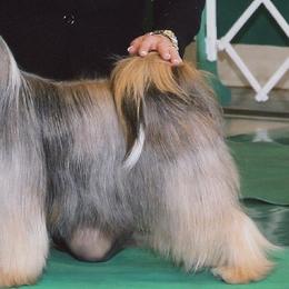 Tibetan Terrier All Grown Up from Welcome to Legacy Tibetan Terriers