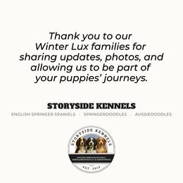 Aussiedoodle, English Springer Spaniel, and Springerdoodle Puppies from Storyside Kennels
