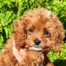 P - Red male Cavapoo puppy in Tucson, Arizona from Adored Poodle & Doodles