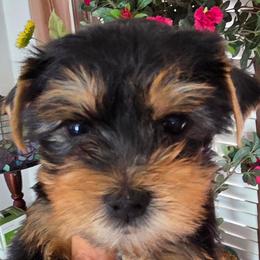 Charlie - Blue and gold male Yorkshire Terrier puppy in Burley, Idaho from Aspen Yorkies