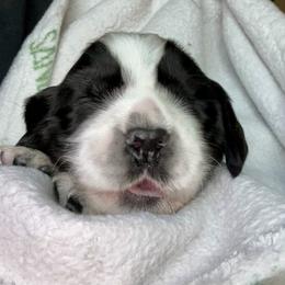 5 - Black and white male English Springer Spaniel puppy in Natural Bridge, Virginia from Sara's English Springer Spaniels