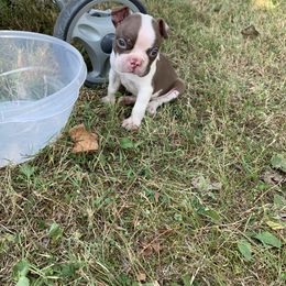 Boston Terrier Puppies from Graceful Paws