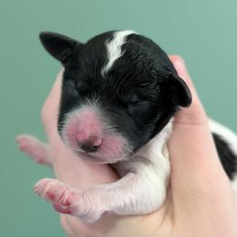 Louis - Parti male Poodle puppy in Salem Township, Maine from Moirae Poodles