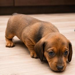 Cedar AKC curly tail 3220 - Dapple male Dachshund puppy in Indian Trail, North Carolina from Hilda’s Teenie Weenies