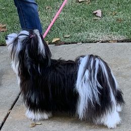 Havanese All Grown Up from Heart2Heart Havanese