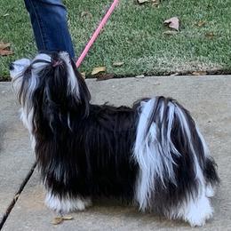 Havanese All Grown Up from Heart2Heart Havanese